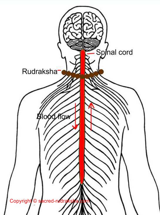spinal effects from rudraksha