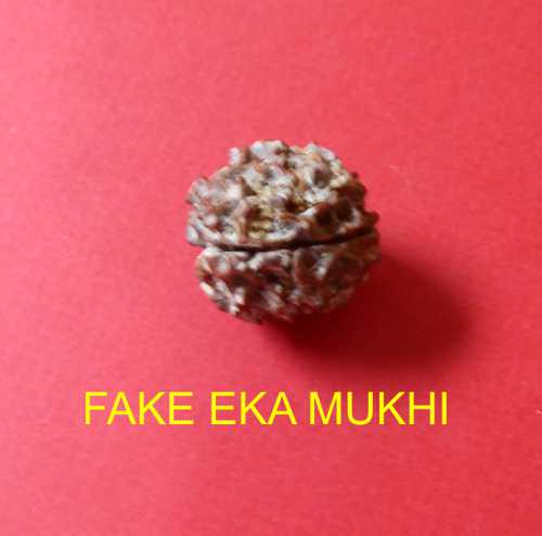 fake eka mukhi