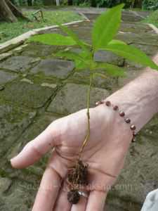 sprouting rudraksha